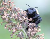 BUMBLE BEE_0931 .jpg