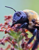 Bull Bumble Bee_0957.jpg