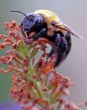 BULL BUMBLE BEE_0949.jpg