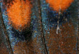RED SPOTTED PURPLE ADMIRAL WING SCALE 40808 .jpg