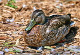 PACIFIC BLACK DUCK_1545.jpg