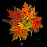 AUTUMN LEAFS 2470.jpg