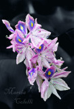BELIZE WATER IRIS_1911.jpg
