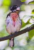 GROSBEAK-6473.jpg