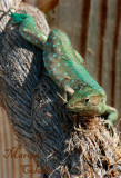 BLUE LIZARD-3733.jpg
