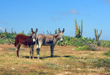 DONKEYS IN ARIKOK NATIONAL PARK -0655.jpg