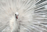 ALBINO PEACOCK-4988.jpg