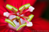 Macro Gallery 3