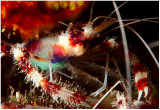 Red banded shrimp (with eggs).