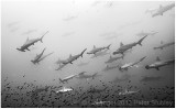 Schooling hammerhead sharks.  Again.