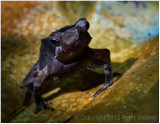 Toad.