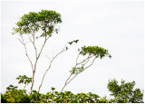 Parrots.