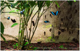 Butterfly farm.