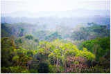Howler monkeys (really!).