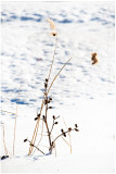 Lonely weeds 6.
