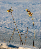Frozen milkweed.