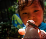 Little gecko.