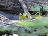 Blue-winged Warbler