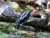 Red-naped Sapsucker, Male