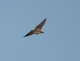 Northern Rough-winged Swallow