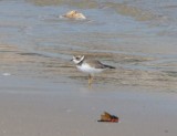 Semipalmated Plover, Basic Plumage