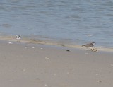 Semipalmated Plovers, Basic Plumage