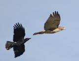 American Crow Chasing Red-tailed Hawk