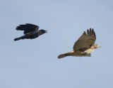 American Crow Chasing Red-tailed Hawk