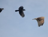 American Crows Chasing Red-tailed Hawk