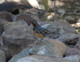 Varied Thrush, Male with Grape