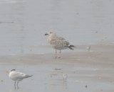 Great Black-backed Gull, 1st Cycle