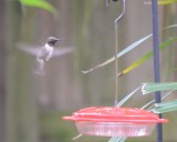 Black-chinned Hummingbird, Adult Male