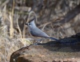 Black-crested Titmouse