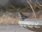 Cassins Finch, Female