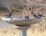 Western Bluebirds, Males at Bird Bath