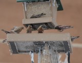 Brown-capped, Gray-crowned Interior and Black Rosy-Finches