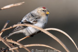 Hornemanns Arctic Redpoll