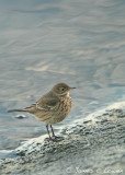 Buff-bellied Pipit