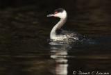 Slavonian Grebe