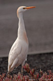 Cattle Egret