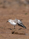 Sanderling