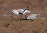 Sanderling