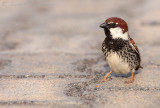 Spanish Sparrow