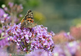 Painted Lady