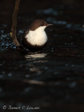 Black-bellied Dipper