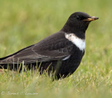 Ring Ouzel