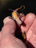 Palmate Newt