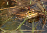 Pool Frog