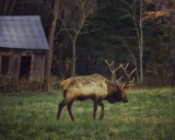 Satellite Bull Trailing the Herd 