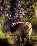 Royal Bull Elk Through the Leaves